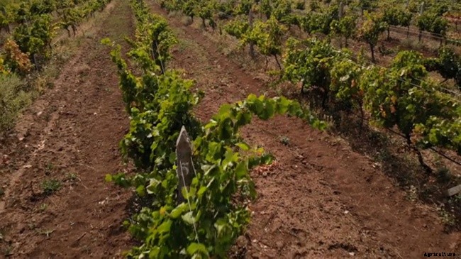 How To Plant and Grow Grapes In Home Garden