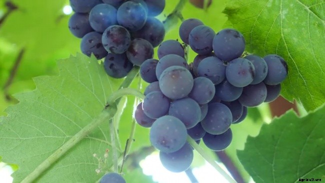 How To Plant and Grow Grapes In Home Garden