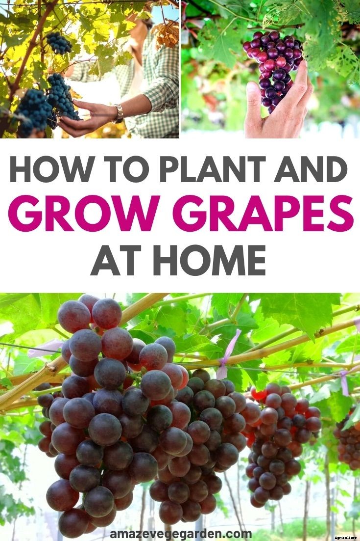 How To Plant and Grow Grapes In Home Garden