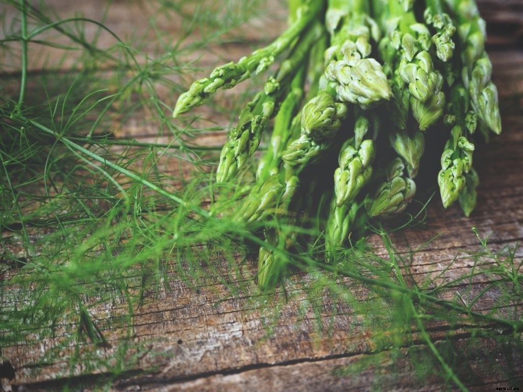 Asparagus Companion Plants – What Can You Plant Next To It