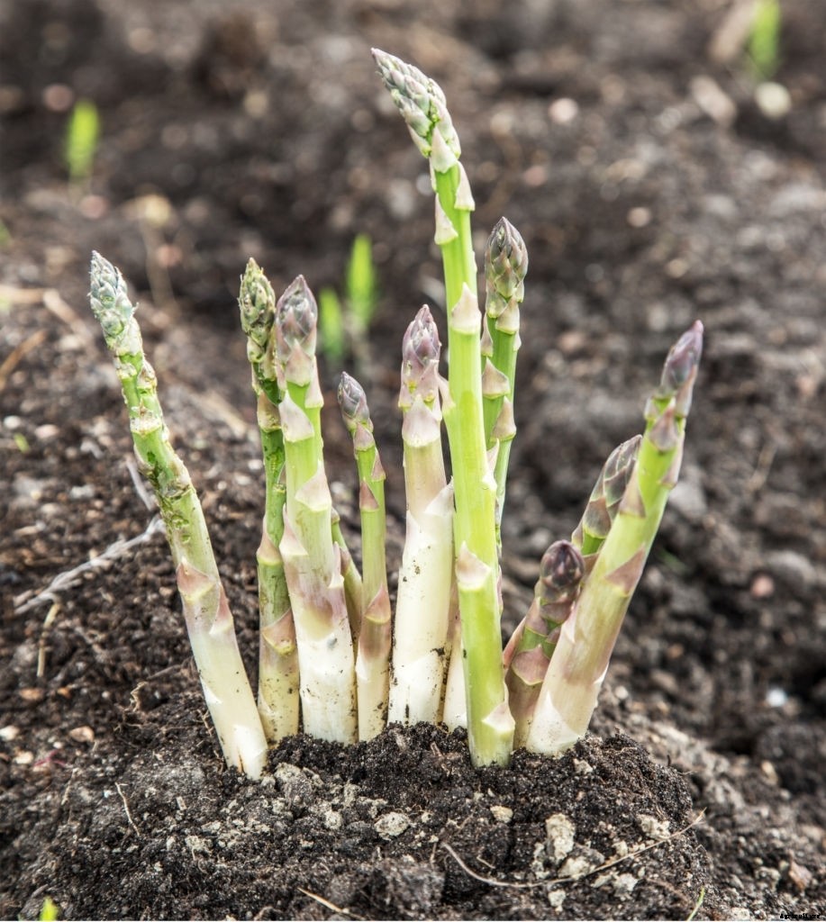 Asparagus Companion Plants – What Can You Plant Next To It