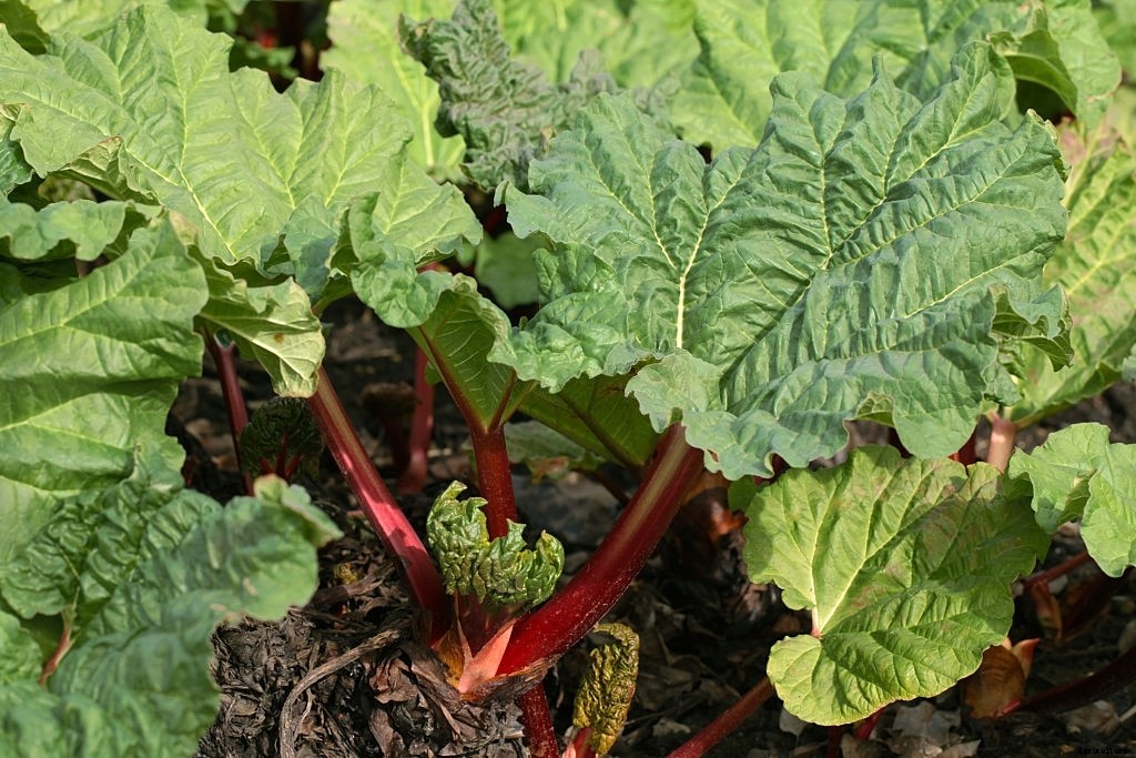 Asparagus Companion Plants – What Can You Plant Next To It