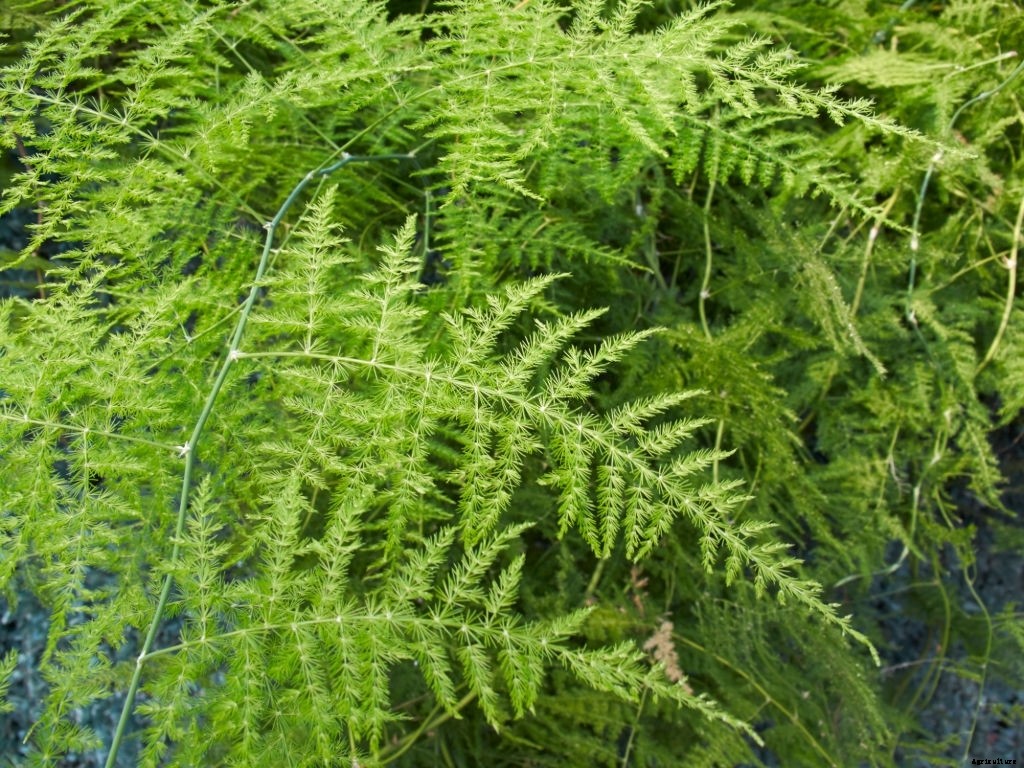 Asparagus Companion Plants – What Can You Plant Next To It