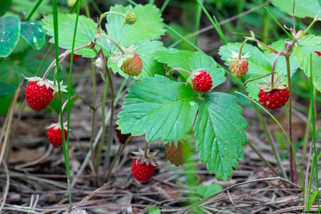 Asparagus Companion Plants – What Can You Plant Next To It