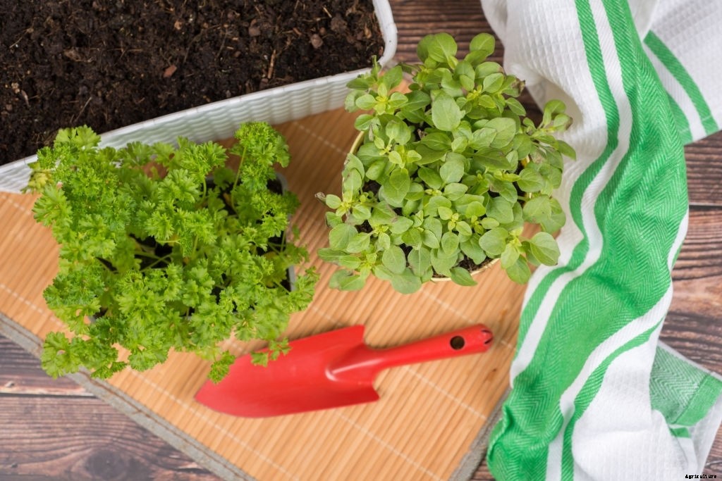 Asparagus Companion Plants – What Can You Plant Next To It