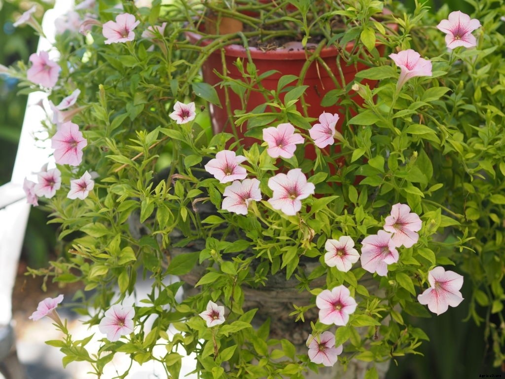 Asparagus Companion Plants – What Can You Plant Next To It