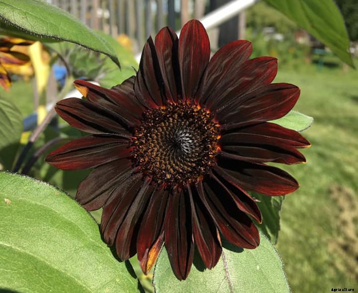 Chocolate Cherry Sunflowers – Rare Flowers That You Can Grow