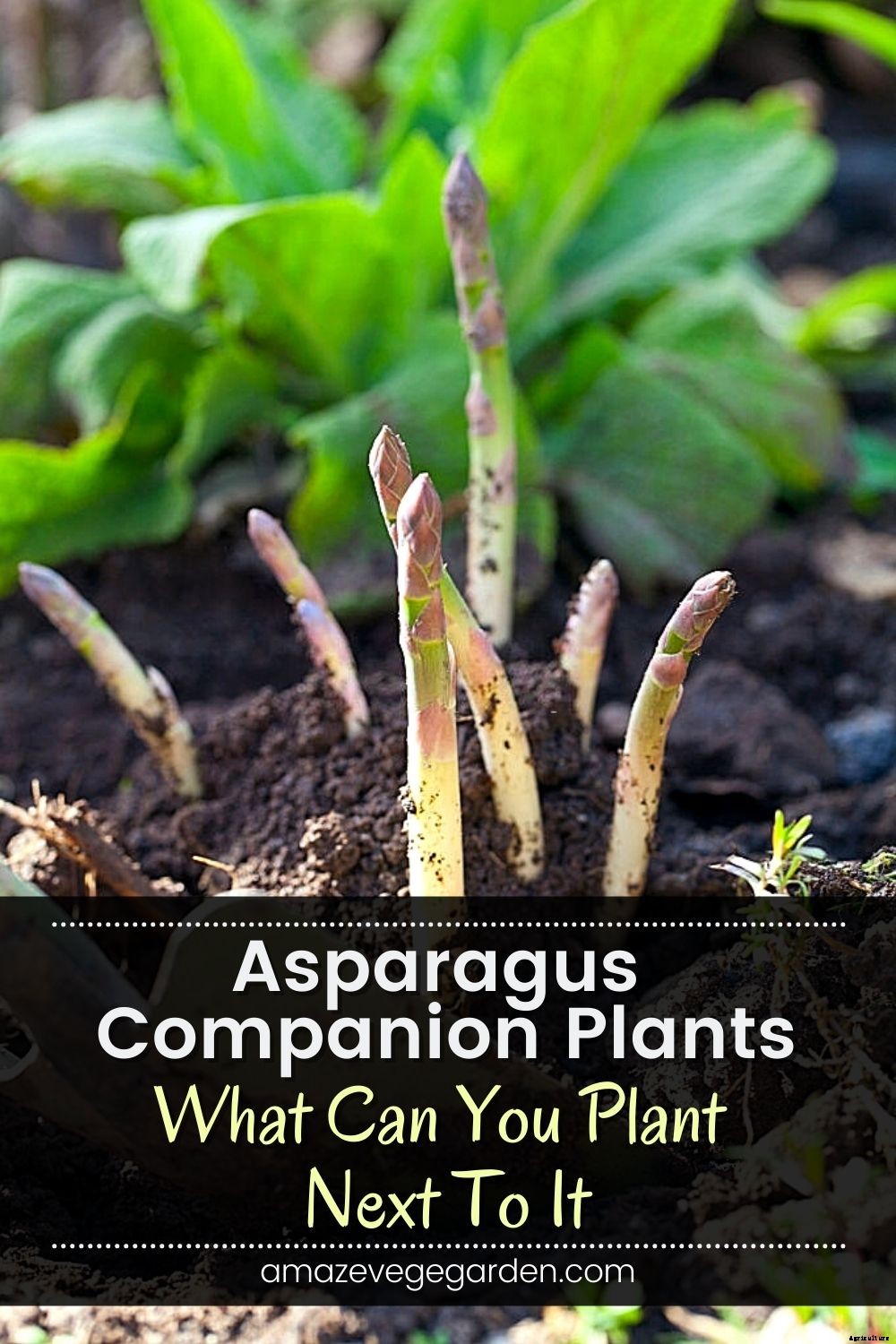 Asparagus Companion Plants – What Can You Plant Next To It