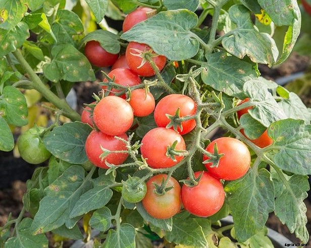 How To Grow Tiny Tim Tomatoes (Complete Guide)