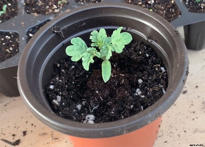How To Grow Tiny Tim Tomatoes (Complete Guide)