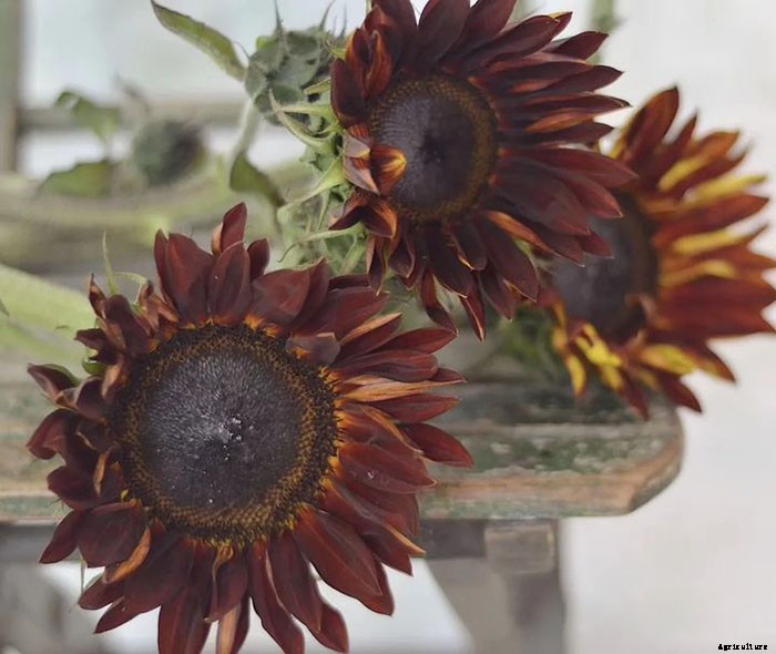 Chocolate Cherry Sunflowers – Rare Flowers That You Can Grow