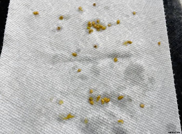 How To Grow Tiny Tim Tomatoes (Complete Guide)