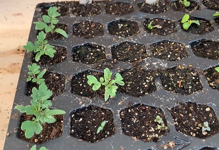 How To Grow Tiny Tim Tomatoes (Complete Guide)