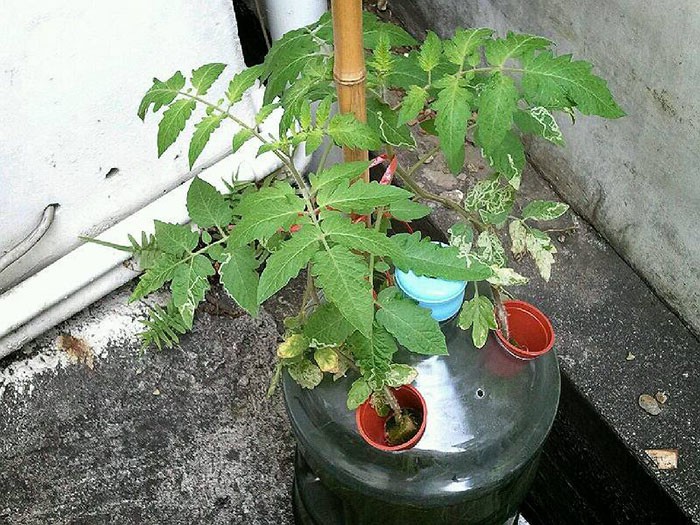 How To Grow Tiny Tim Tomatoes (Complete Guide)