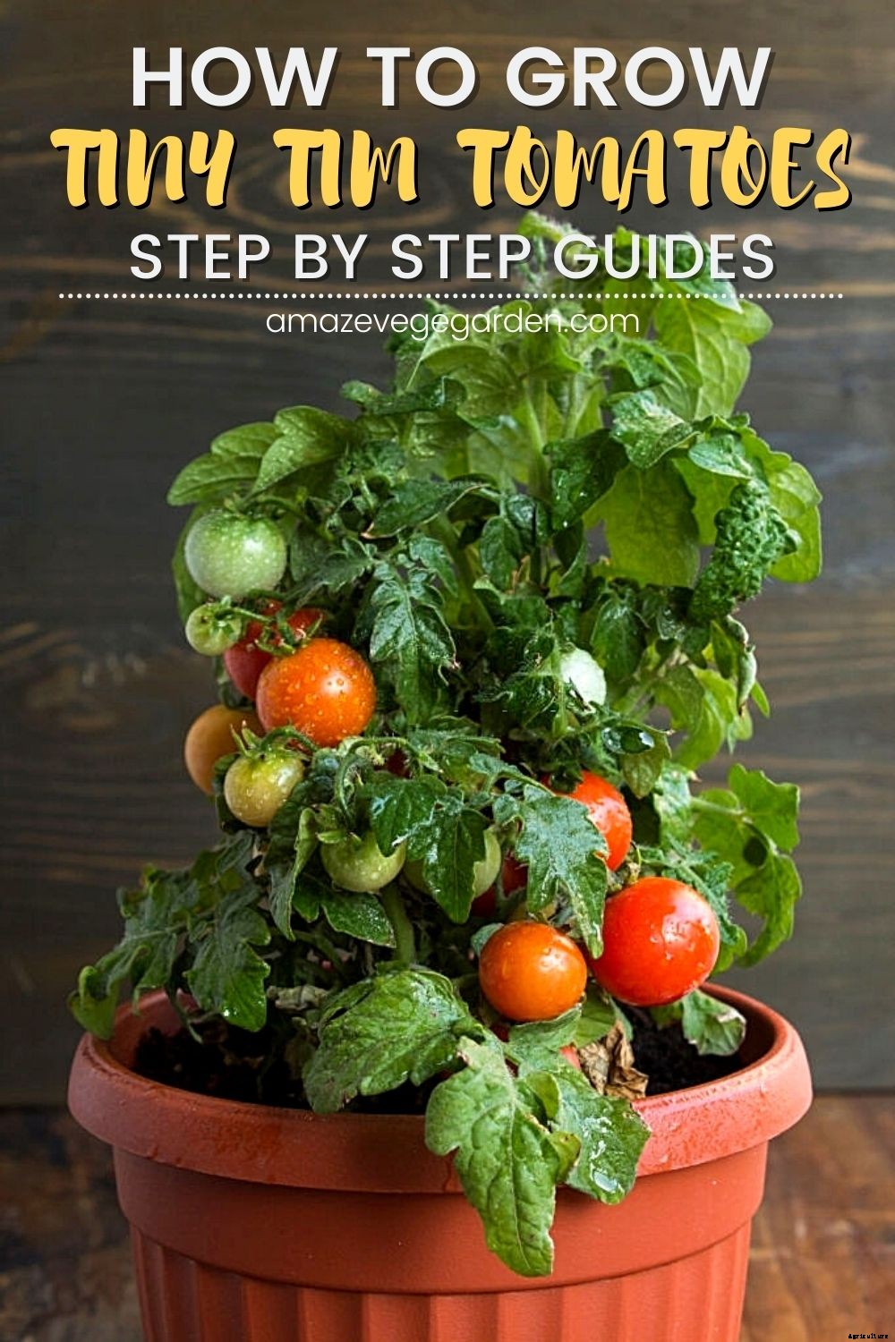 How To Grow Tiny Tim Tomatoes (Complete Guide)