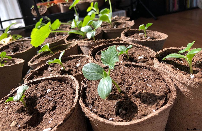 How To Grow Tiny Tim Tomatoes (Complete Guide)