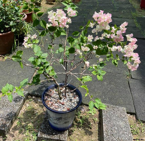 How To Propagate Paper Flowers (Bougainvillea Glabra)