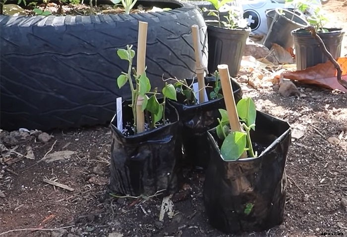 How To Propagate Paper Flowers (Bougainvillea Glabra)