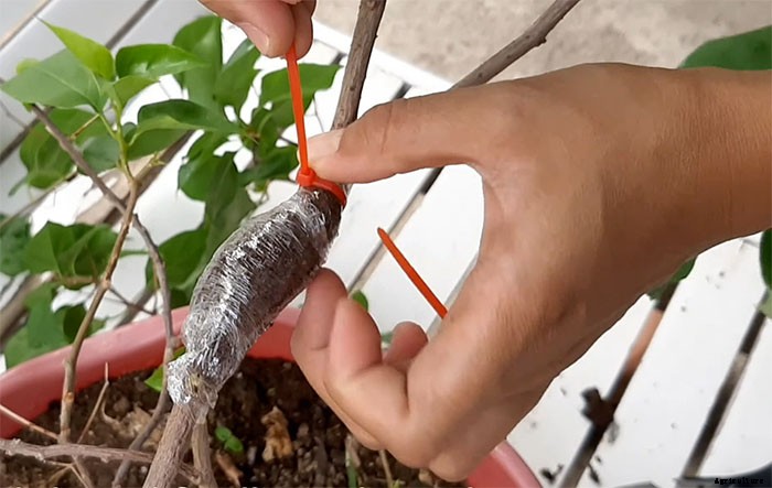 How To Propagate Paper Flowers (Bougainvillea Glabra)