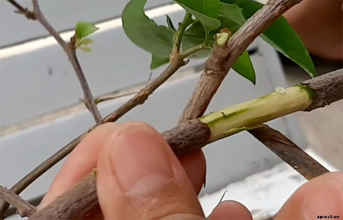 How To Propagate Paper Flowers (Bougainvillea Glabra)