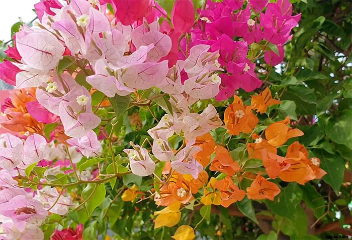 How To Propagate Paper Flowers (Bougainvillea Glabra)