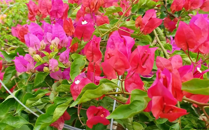 How To Grow and Take Care of Paper Flowers (Bougainvillea Glabra)