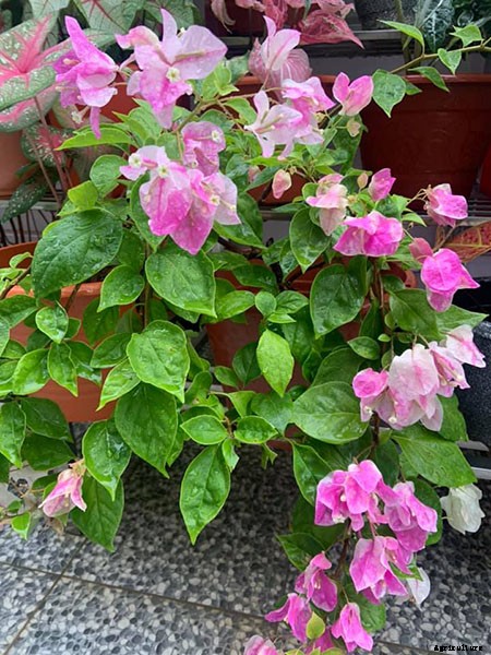 How To Grow and Take Care of Paper Flowers (Bougainvillea Glabra)