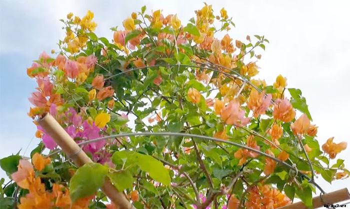 How To Grow and Take Care of Paper Flowers (Bougainvillea Glabra)