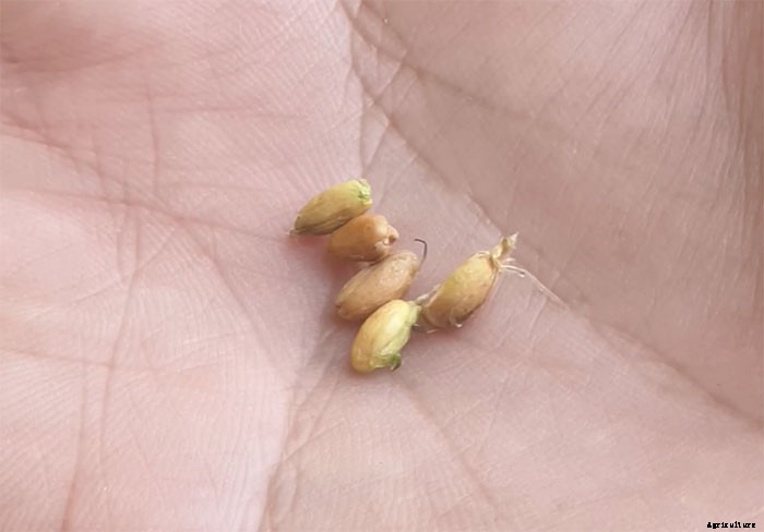 How To Grow and Take Care of Paper Flowers (Bougainvillea Glabra)