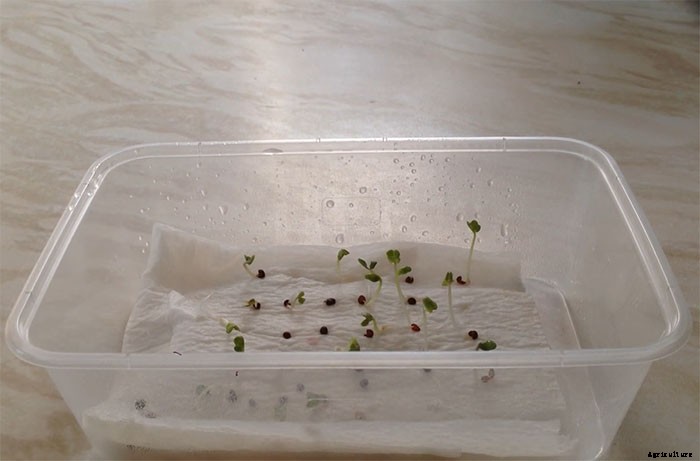 How To Grow and Take Care of Paper Flowers (Bougainvillea Glabra)