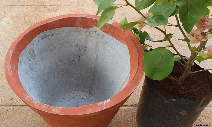 How To Grow and Take Care of Paper Flowers (Bougainvillea Glabra)