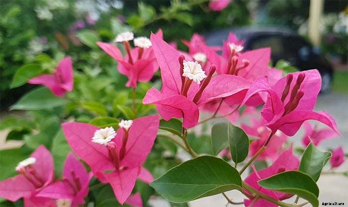How To Grow and Take Care of Paper Flowers (Bougainvillea Glabra)