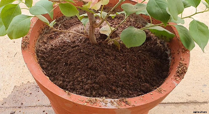 How To Grow and Take Care of Paper Flowers (Bougainvillea Glabra)