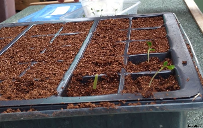 How To Grow and Take Care of Paper Flowers (Bougainvillea Glabra)