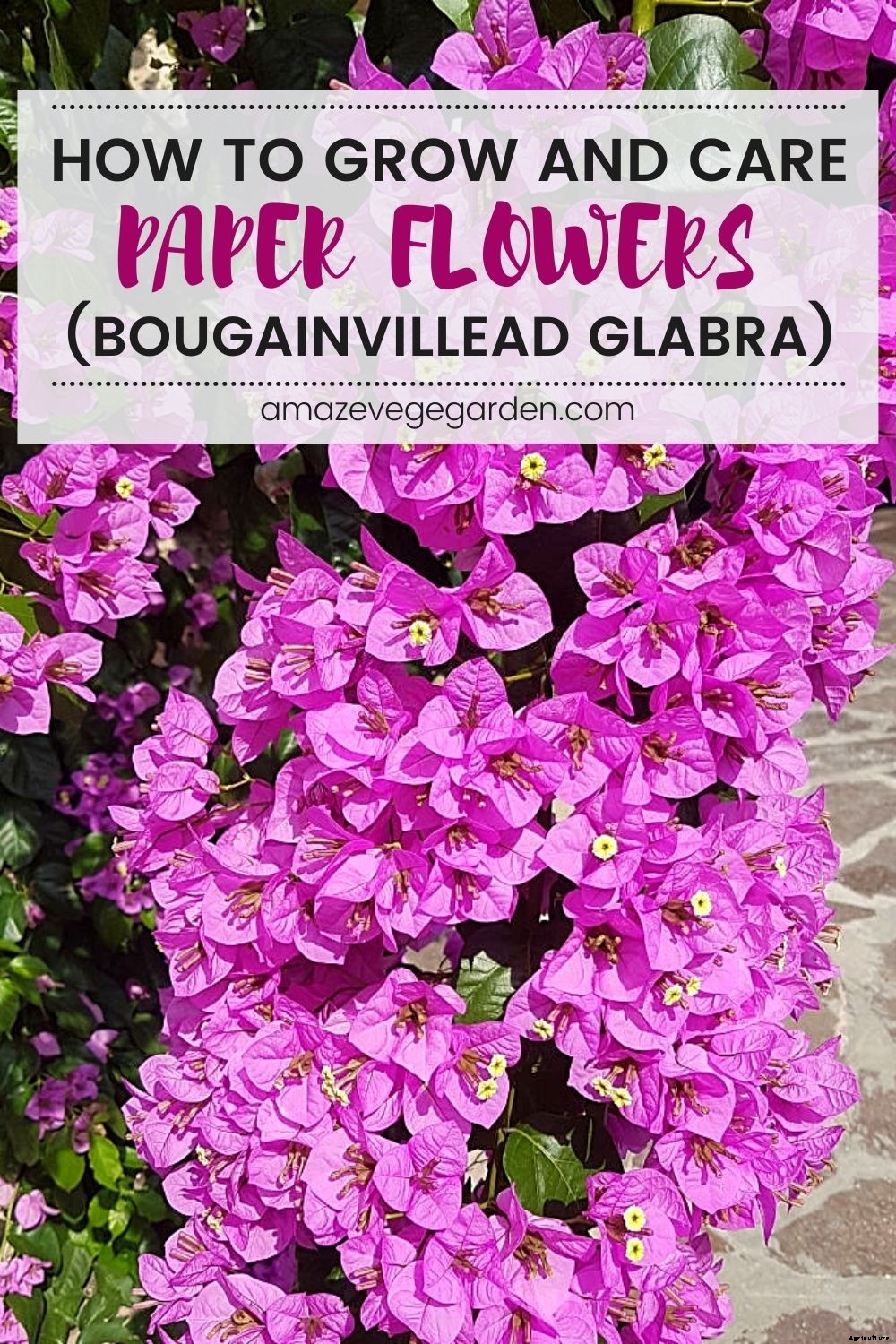 How To Grow and Take Care of Paper Flowers (Bougainvillea Glabra)