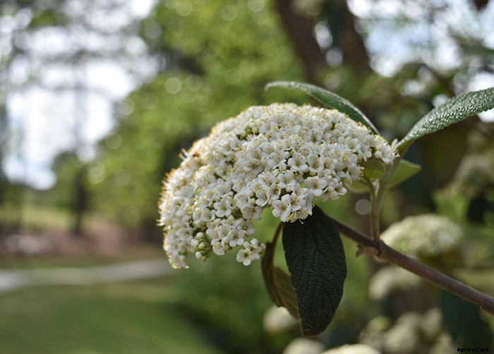 When and How to Prune Viburnum
