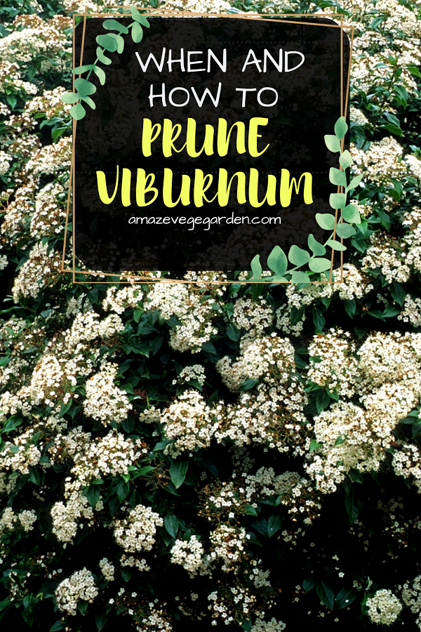 When and How to Prune Viburnum