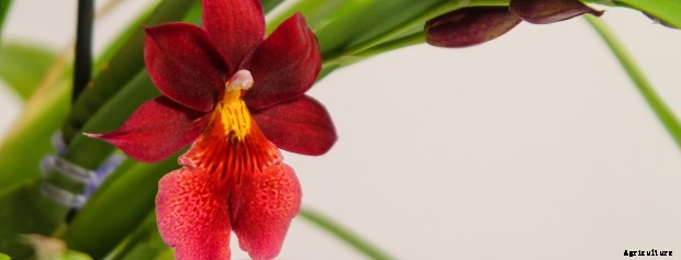 Care Sheet For These Orchid Varieties