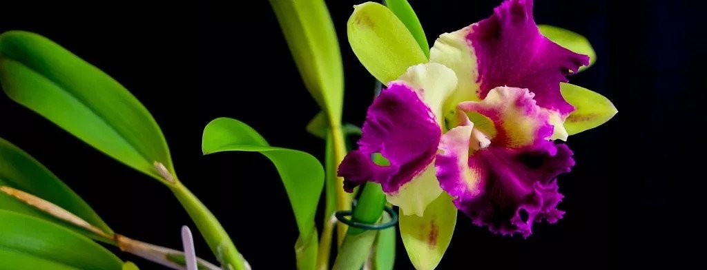 Care Sheet For These Orchid Varieties