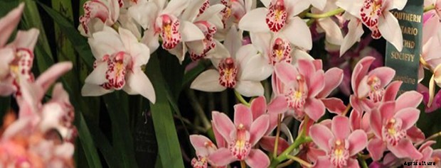 Care Sheet For These Orchid Varieties
