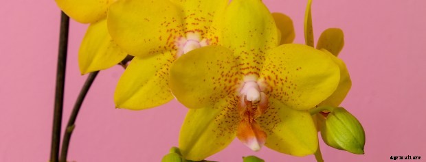 Care Sheet For These Orchid Varieties