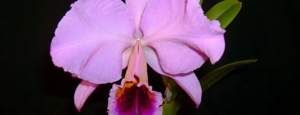 Care Sheet For These Orchid Varieties