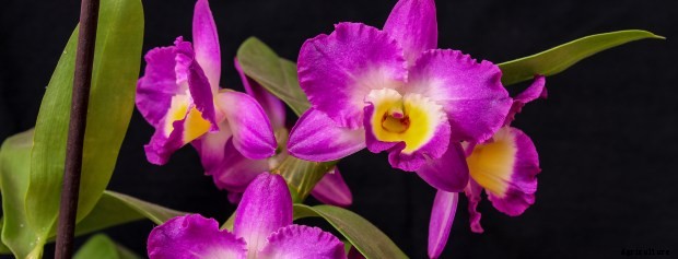 Care Sheet For These Orchid Varieties