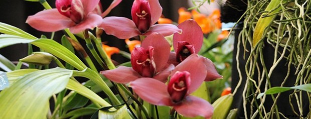 Care Sheet For These Orchid Varieties