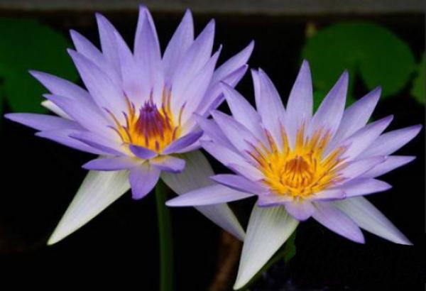 15 Types of Lotus Flowers and Their Meaning