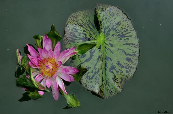 15 Types of Lotus Flowers and Their Meaning