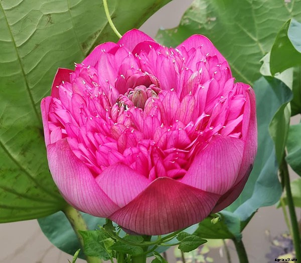 15 Types of Lotus Flowers and Their Meaning