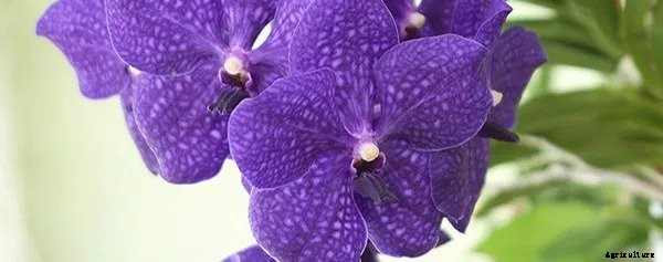 Care Sheet For These Orchid Varieties