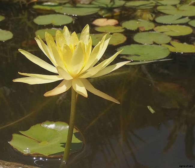 15 Types of Lotus Flowers and Their Meaning
