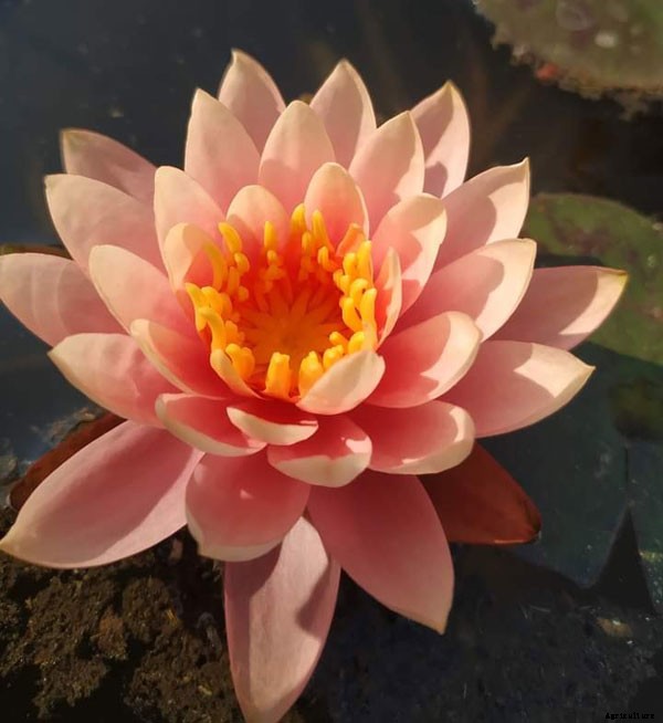15 Types of Lotus Flowers and Their Meaning